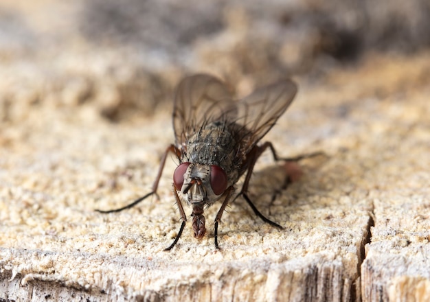 volar tachinidae en un hábitat nativo