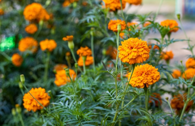 Voll erblühte orangefarbene Ringelblume im Garten