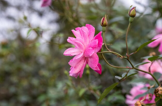 Voll erblühte rosafarbene Rosenblume mit Kopienraum im Garten