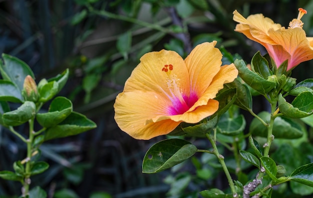 Voll erblühter mehrfarbiger Hibiscus rosa sinensis oder chinesische Rosenblume hautnah im Garten mit Kopierraum