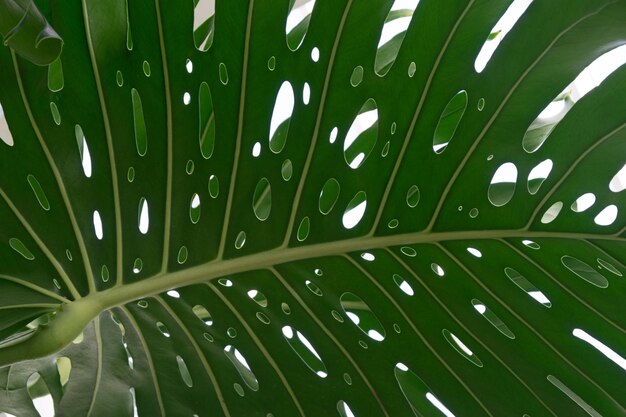 Foto vollbild auf der unterseite des monstera-blattes