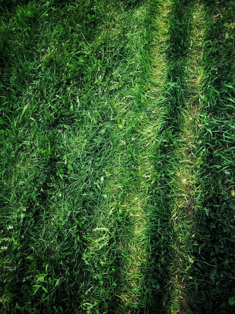 Vollbild auf einem grasbewachsenen Feld