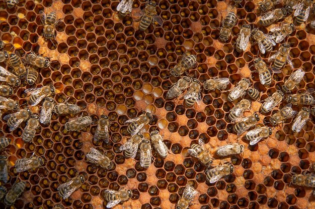 Foto vollbild-aufnahme von bienen