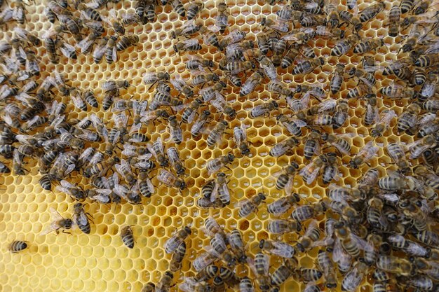 Foto vollbild-aufnahme von bienen