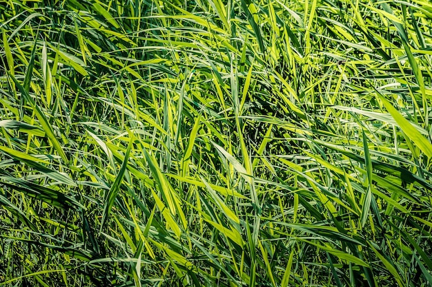 Foto vollbild-aufnahme von gras