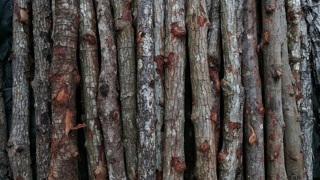 Foto vollbild des baumstammes