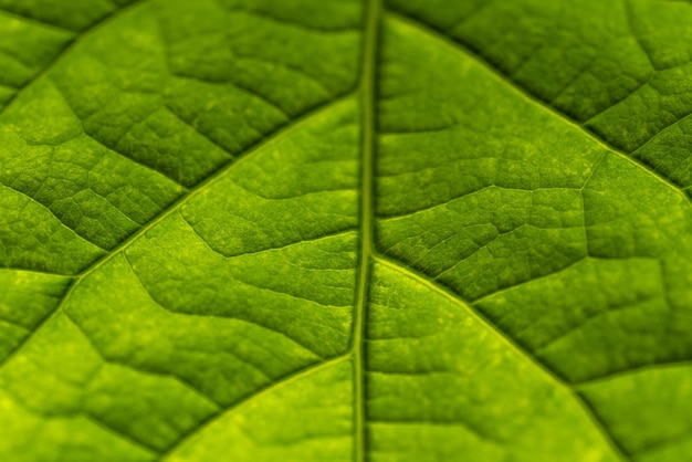 Foto vollbild von avocadoblatt