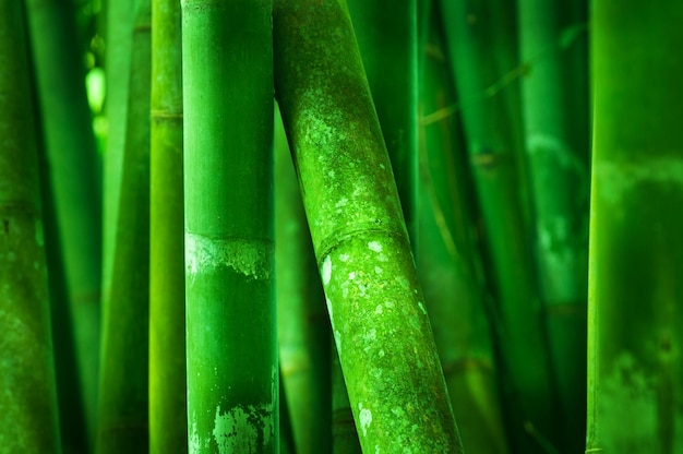 Foto vollbild von bambus