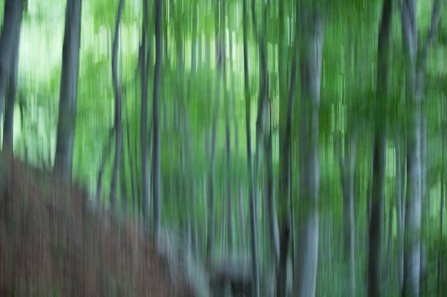 Vollbild von Bambuspflanzen im Wald