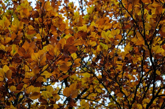 Vollbild von Blättern auf einem Baum im Herbst