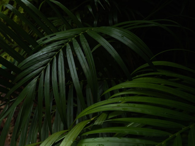 Vollbild von Blättern
