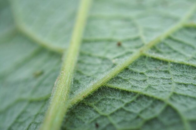 Vollbild von Blatt