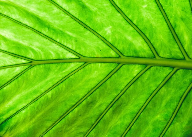 Foto vollbild von blatt