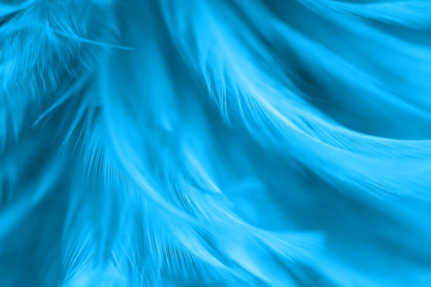 Vollbild von blauen Federn