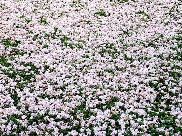 Vollbild von Blumen, die auf dem Feld wachsen