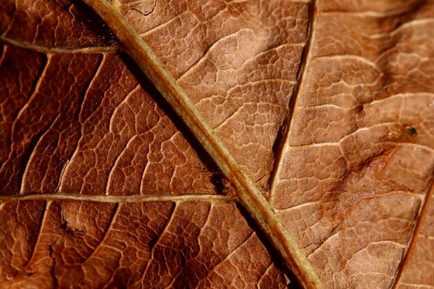 Foto vollbild von braunem blatt