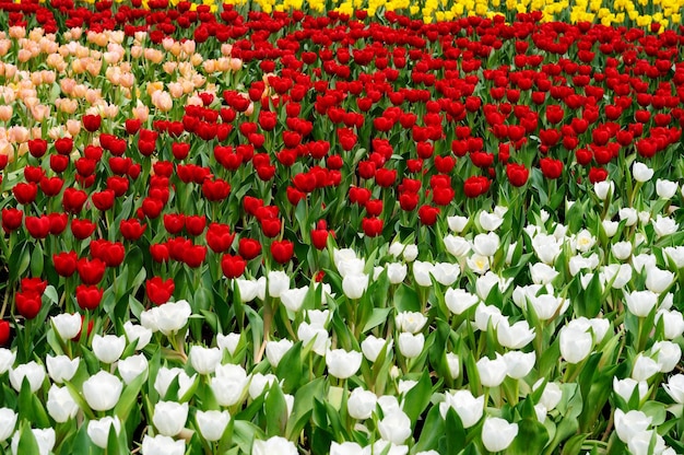 Vollbild von bunten Tulpen, die auf dem Feld blühen