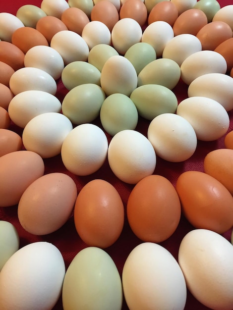 Foto vollbild von eiern
