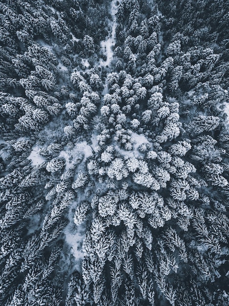 Foto vollbild von einem baum im wald im winter