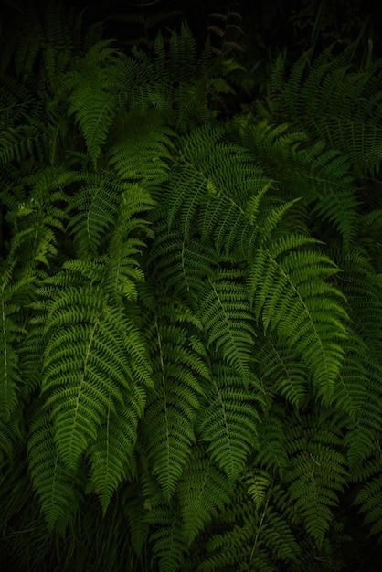 Vollbild von einem Farnbaum