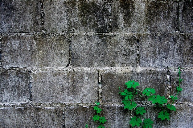 Foto vollbild von einer verwitterten wand