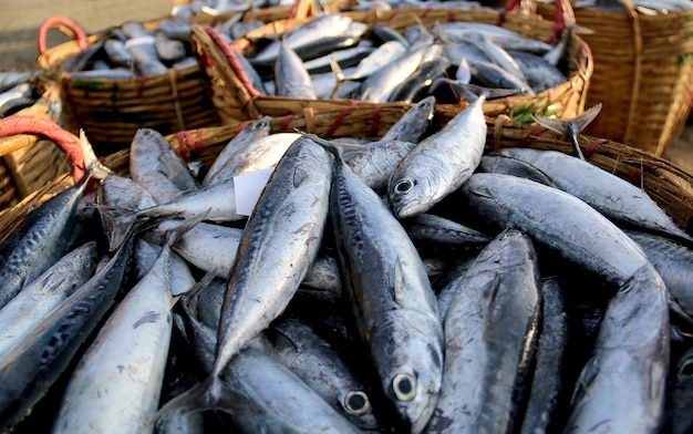 Vollbild von Fisch zum Verkauf auf dem Markt