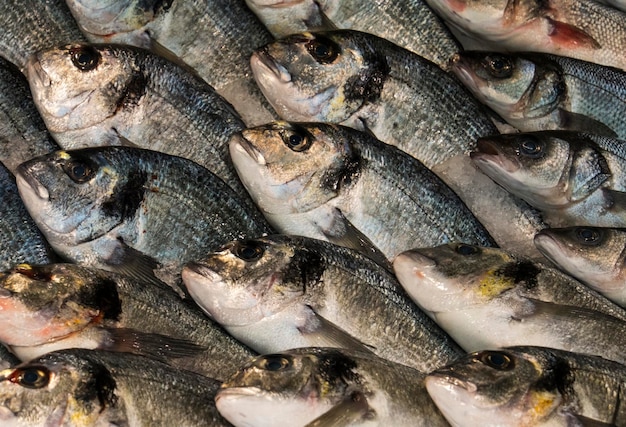 Vollbild von frischen Fischen zum Verkauf