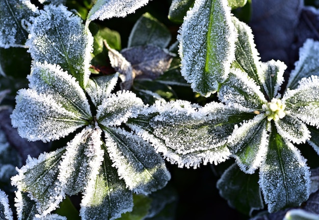 Vollbild von frostierten Blättern
