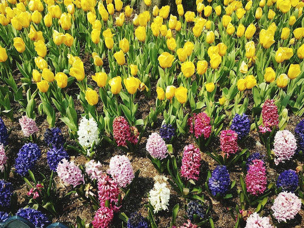 Vollbild von gelben Blumen