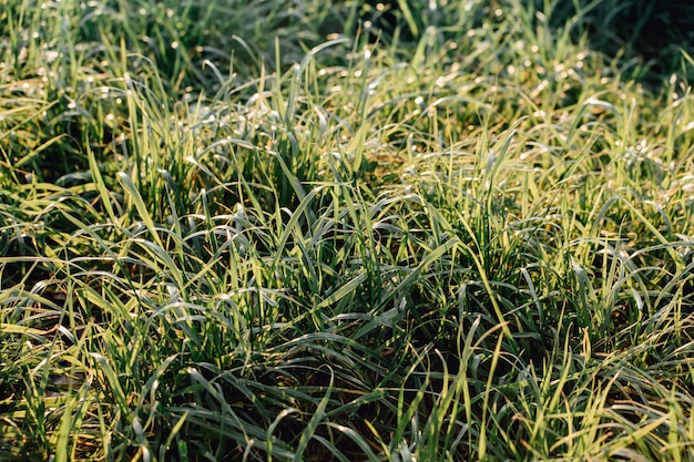Vollbild von Gras auf dem Feld