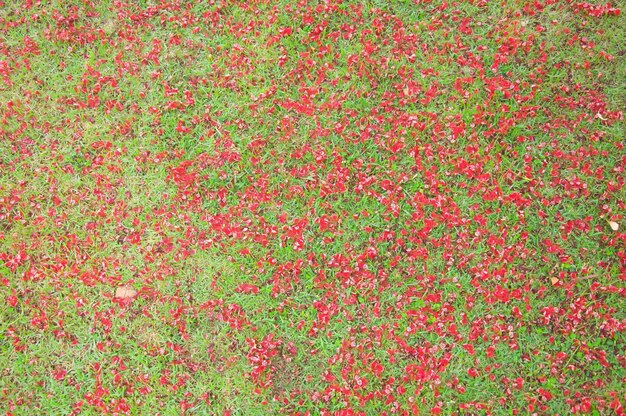 Foto vollbild von grasland mit roten blütenblättern