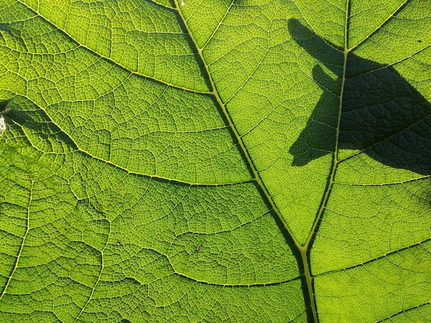Vollbild von grünem Blatt