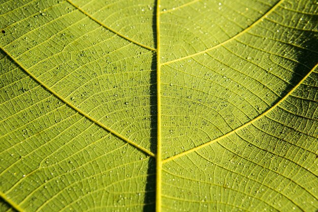 Vollbild von grünem Blatt