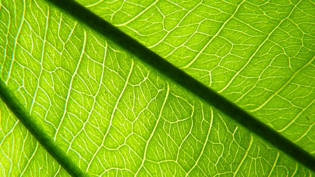 Vollbild von grünem Blatt