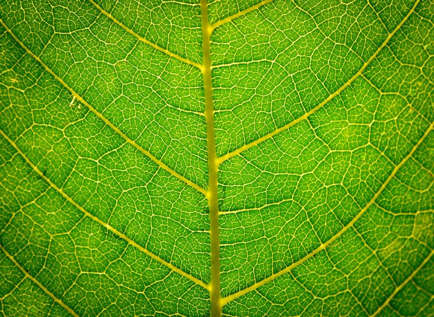 Vollbild von grünem Blatt