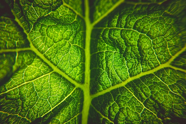 Vollbild von grünem Blatt