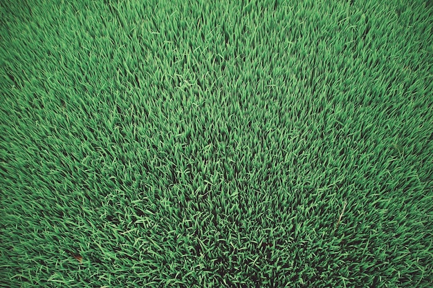 Vollbild von grünem Gras