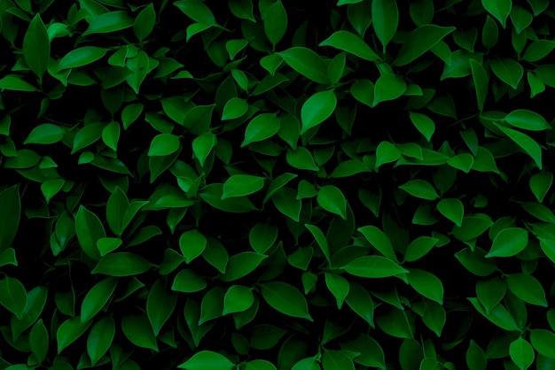 Vollbild von grünen Blättern
