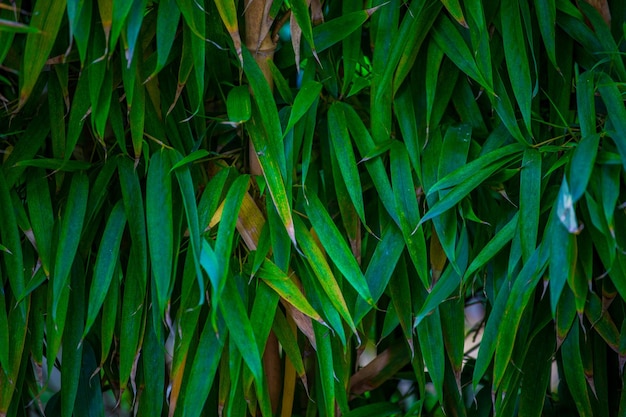 Foto vollbild von grünen pflanzen