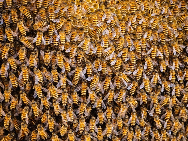 Foto vollbild von insekten