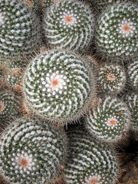 Foto vollbild von kaktus, der im freien wächst