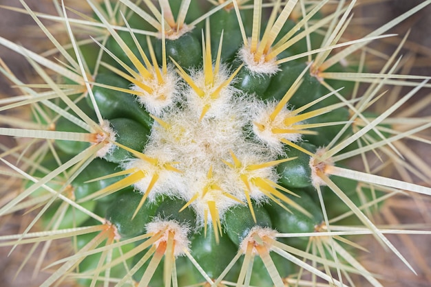 Foto vollbild von kaktuspflanzen