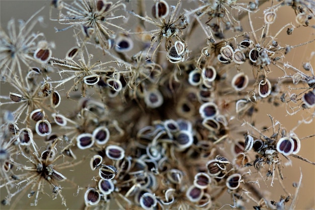 Foto vollbild von krabben