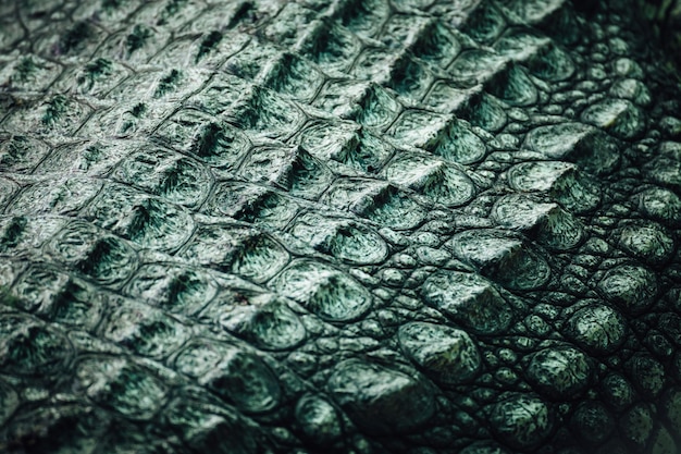 Vollbild von Krokodil