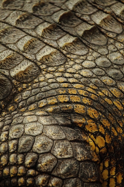 Vollbild von Krokodil