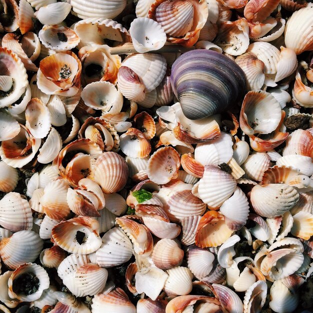 Vollbild von Muscheln am Strand