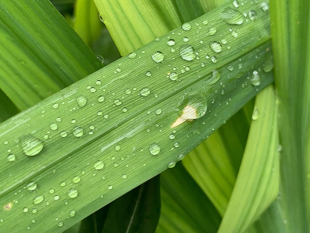 Vollbild von nassen Pflanzen während der Regenzeit