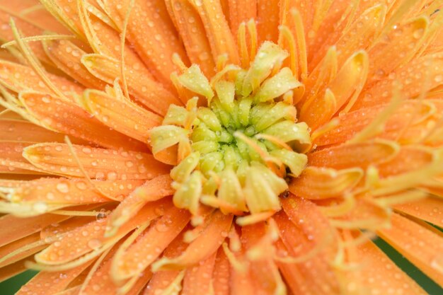 Foto vollbild von orangenblumen, die im freien blühen