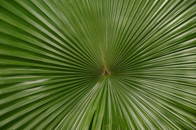 Foto vollbild von palmblatt