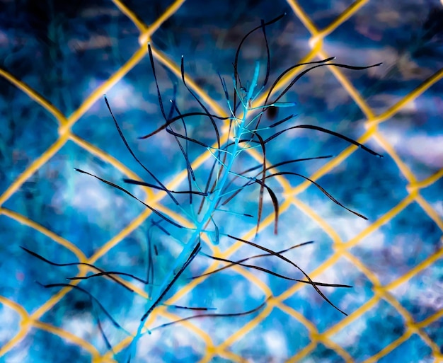 Foto vollbild von pflanzen gegen den blauen himmel